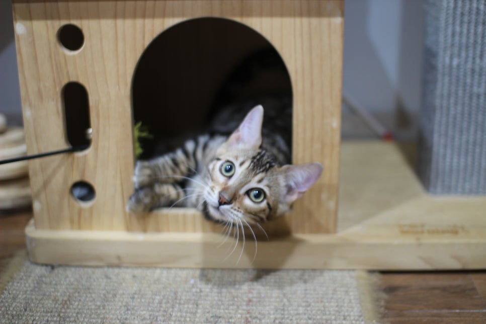 애교가 넘치는 미남 뱅갈고양이 분양해요~ 관련 이미지 3