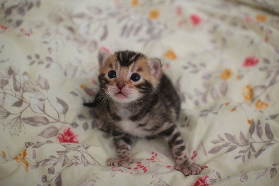 아가 뱅갈고양이 벌써부터 개냥이에 모습이~ 관련 이미지 10