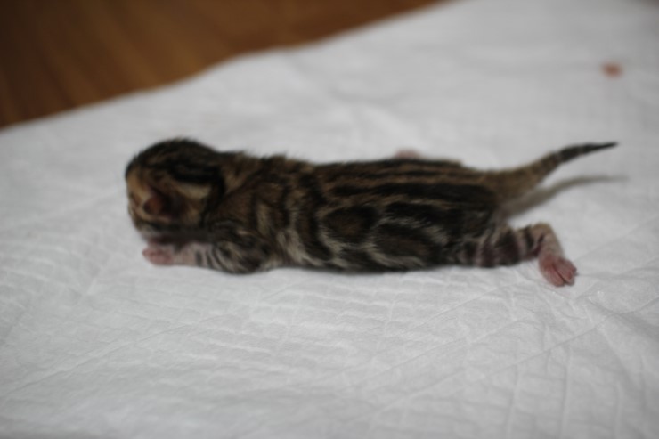 소유뱅갈캐터리 출산소식 입니다~ 관련 이미지 2