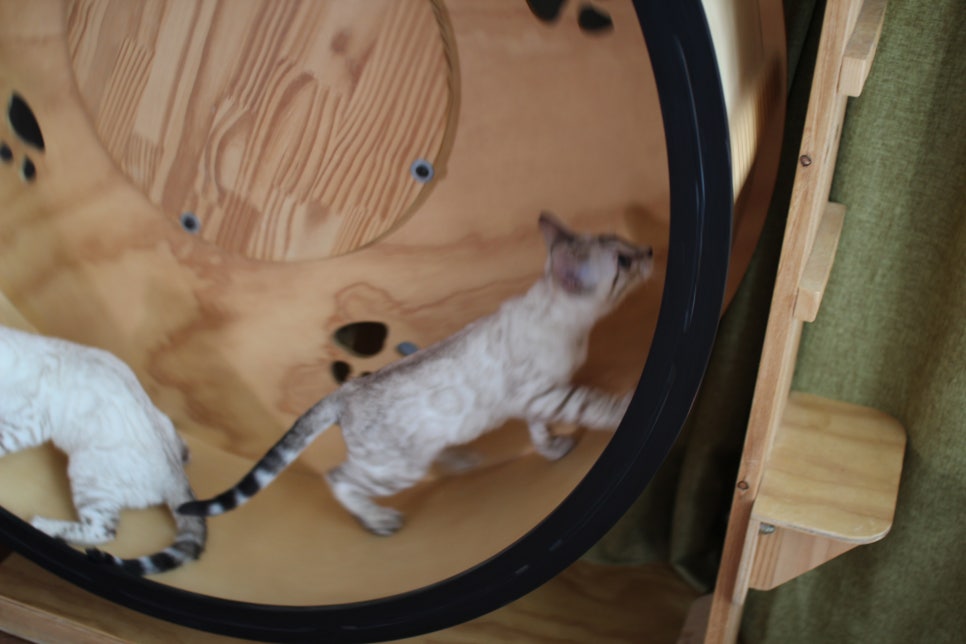 분양중인 스노우뱅갈고양이 남매예요~ 관련 이미지 17