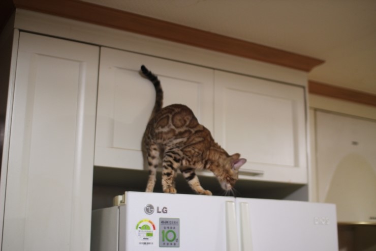 소유뱅갈고양이 캐터리 스텔라~ 관련 이미지 6