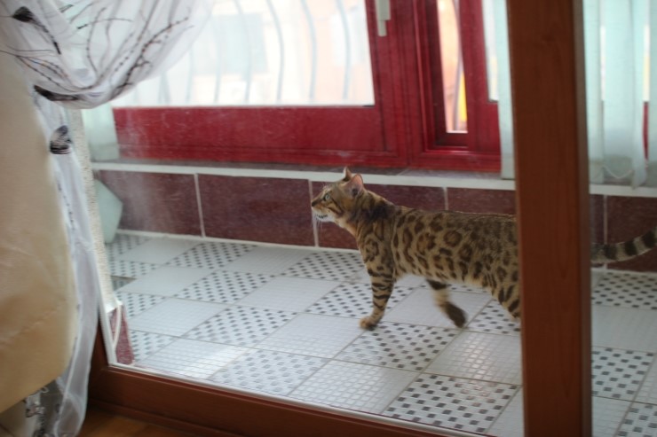 날도 많이 풀렸으니 베란다에서 놀거라 ㅎㅎ 관련 이미지 2