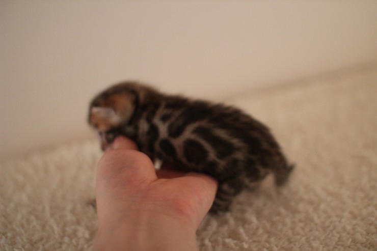 브라운 남아예요~ 관련 이미지 7