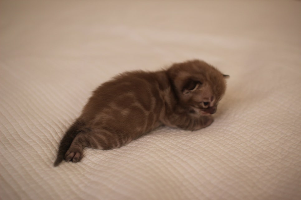 고퀄리티 스노우뱅갈고양이 아이들 분양합니다~ 관련 이미지 6