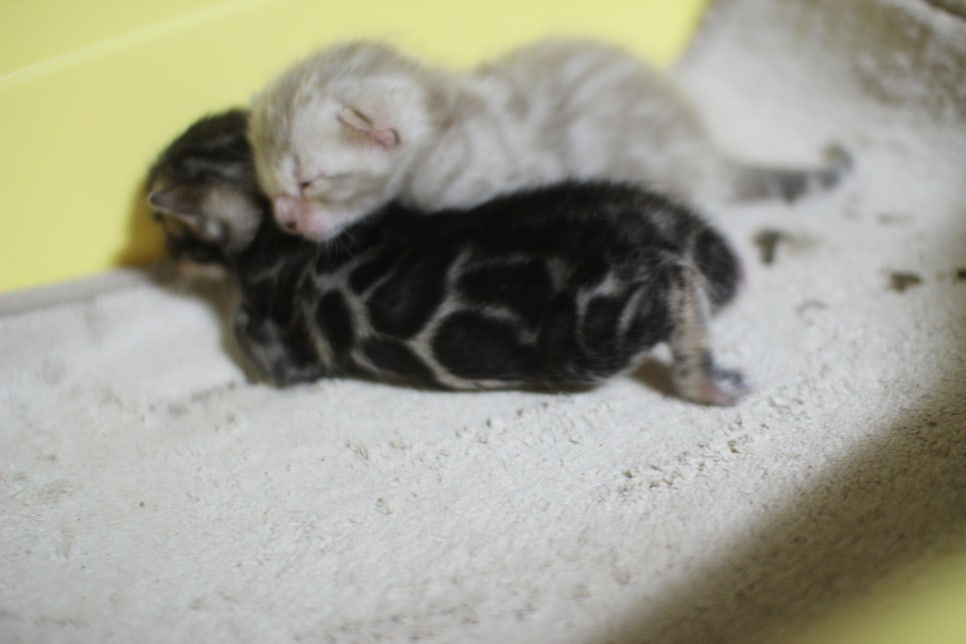 브라운과 실밍크 뱅갈고양이 꼬물이~ 관련 이미지 4