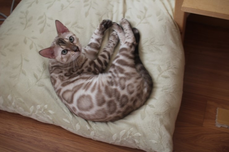 소유캐터리 종묘 뱅갈고양이 남아 영웅이와 레인이예요~ 관련 이미지 1