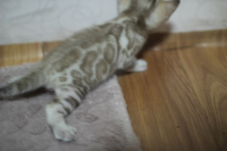 스노우 밍크 뱅갈고양이 남아예요~ 관련 이미지 5