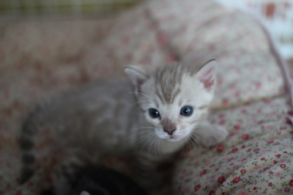 뱅갈고양이 꼬맹이들 사진전 ㅎㅎ 관련 이미지 2