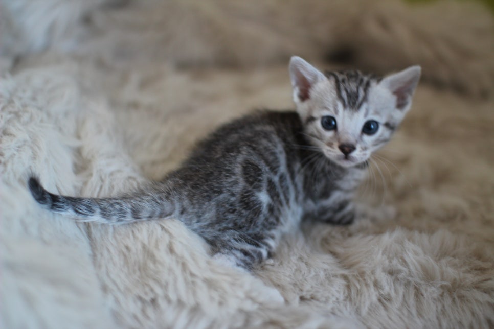 뱅갈고양이 분양 부티가 흘러요 흘러~ 관련 이미지 14