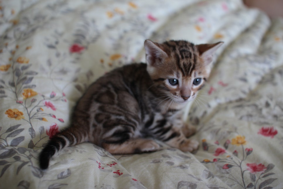 빅로젯이 이쁜 브라운 뱅갈고양이 남아 분양해요~ 관련 이미지 3