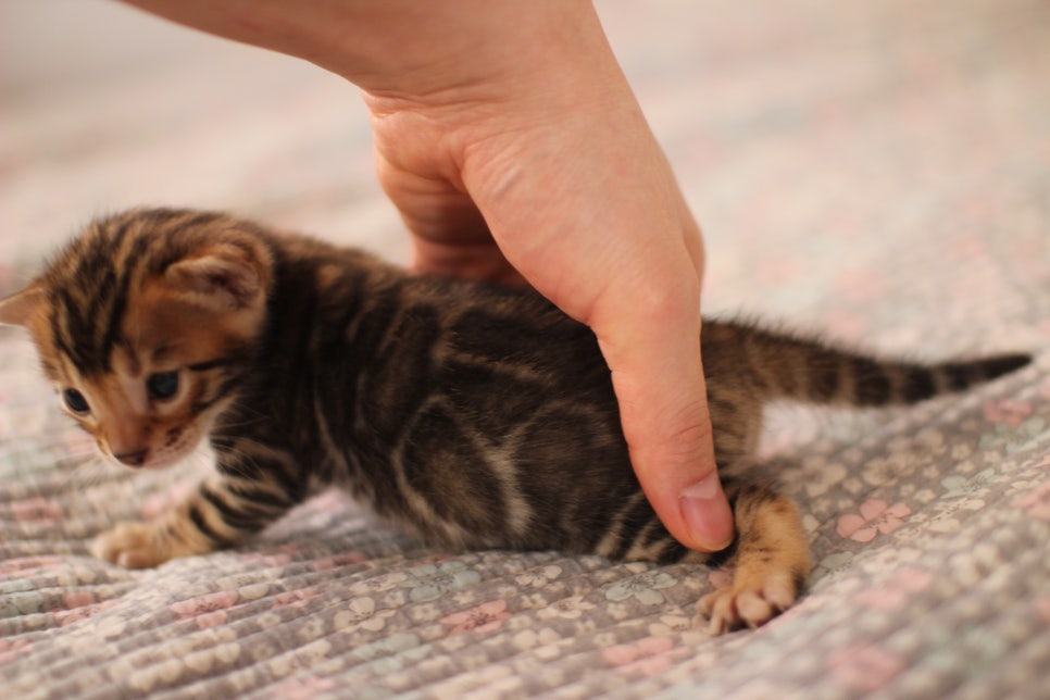 어메이징 브라운 뱅갈고양이 형제예요~ 관련 이미지 10