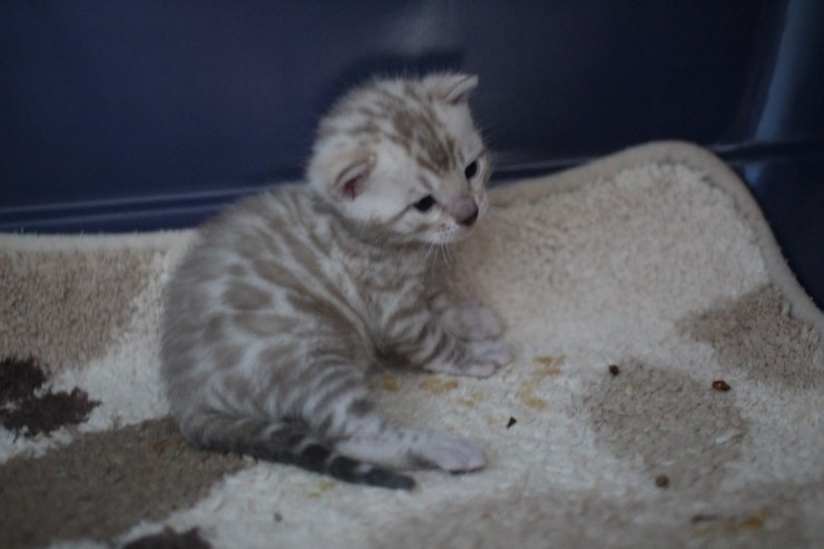 실밍크 스노우뱅갈고양이 분양 천사냥이 4남매 관련 이미지 2