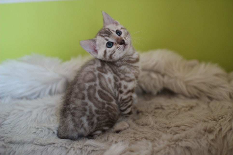 뱅갈고양이 분양 부티가 흘러요 흘러~ 관련 이미지 35