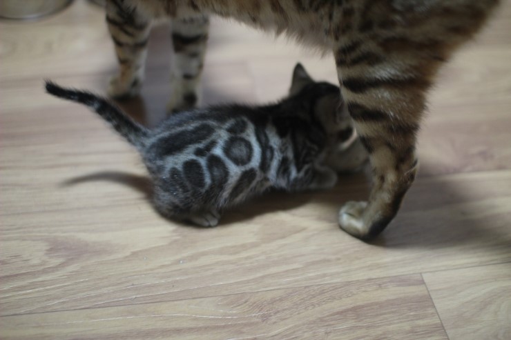 뱅갈고양이 꼬맹이 남아,여아예요~ 관련 이미지 2