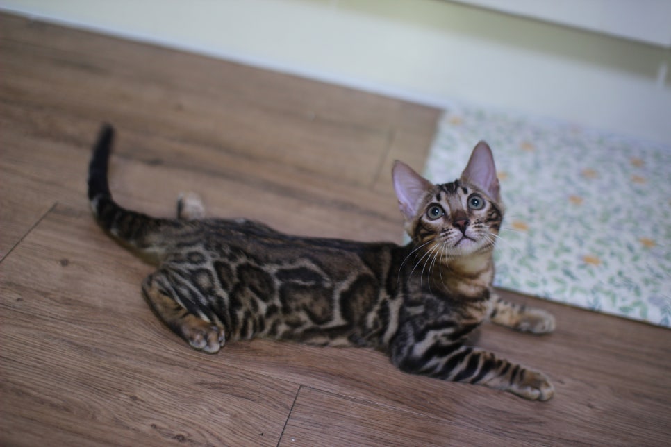 뱅갈고양이 분양중인 아이들 입니다~ 관련 이미지 13