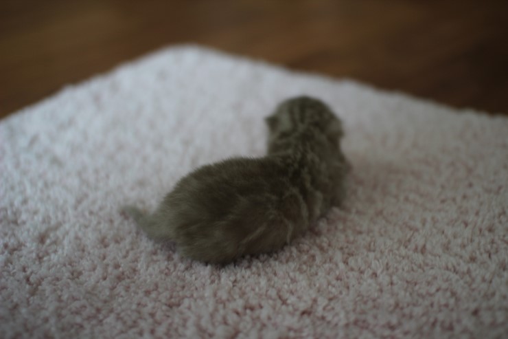 실밍크뱅갈고양이 꼬물이들 남매에요 관련 이미지 10