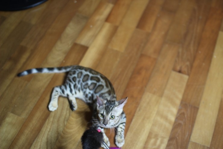 뱅갈고양이 도넛로젯 키퍼여아~ 관련 이미지 7