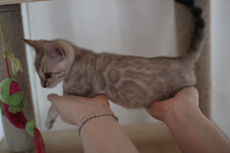 실밍크 뱅갈고양이 분양 남아 두아이 소개 합니다 관련 이미지 16