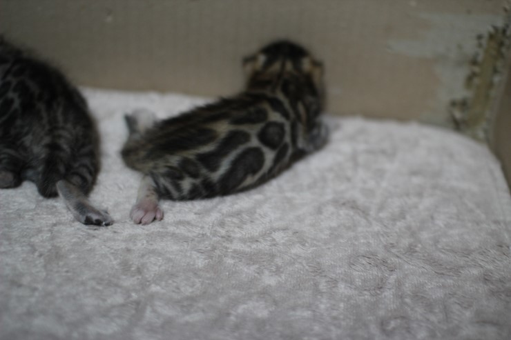 뱅갈고양이 자매 오늘 모습 입니다~ 관련 이미지 26