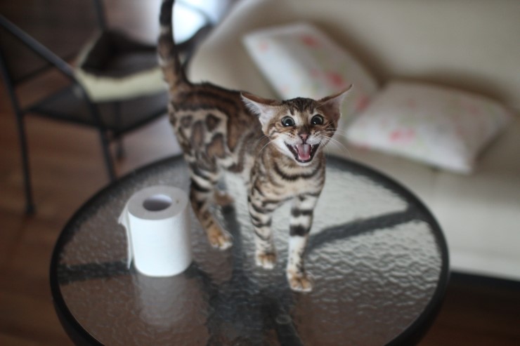 다시봐도 궈여운 뱅갈고양이들 꼬맹이때 사진^^ 관련 이미지 8