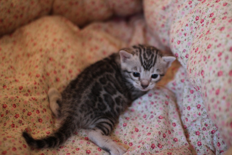 실버뱅갈고양이 여아 분양합니다~ 관련 이미지 4