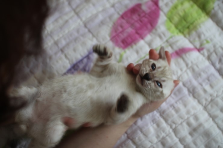 스노우 뱅갈고양이 밍돌이와 밍순이 ㅎㅎ 관련 이미지 9
