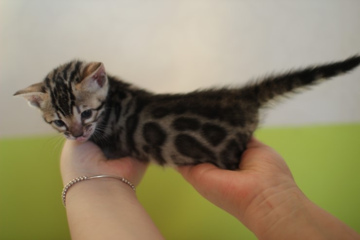 뱅갈고양이 분양 그냥 지나칠수 없을걸? 관련 이미지 9