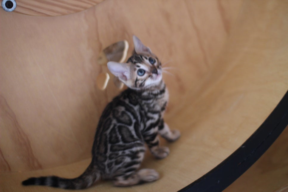 뱅갈고양이분양 무늬와 건강이 최고 관련 이미지 13