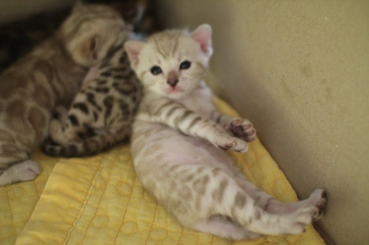 스노우 뱅갈고양이 밍크 키퍼 여아~ 관련 이미지 3