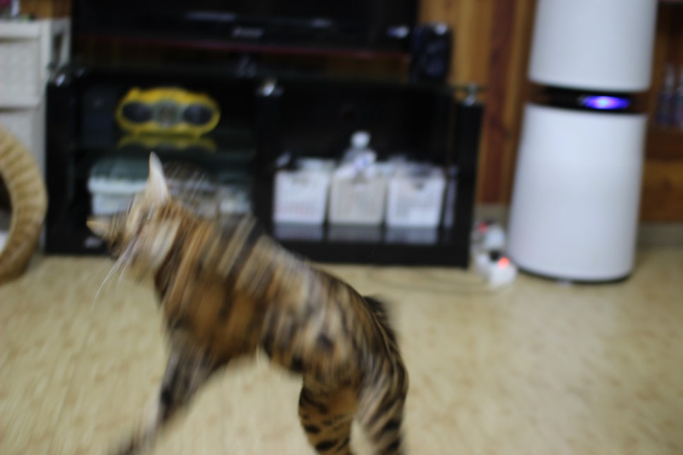 스파블 뱅갈고양이 블랙홀 오랜만에 한컷~ 관련 이미지 4