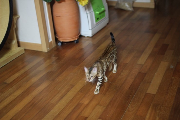 뱅갈고양이 세라와 소피아예요~ 관련 이미지 3