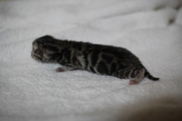 실버 뱅갈고양이 꼬물이 여아예요~ 관련 이미지 6