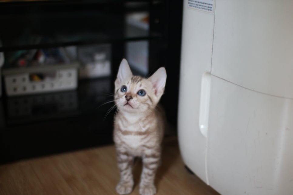 말괄량이 실밍크뱅갈고양이 여아예요~ 관련 이미지 1