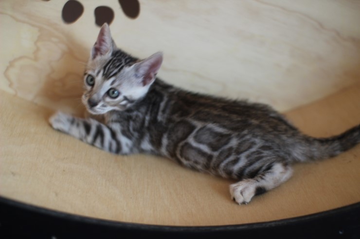 이번달에 들어오는 실밍크 뱅갈고양이 super hero 입니다^^ 관련 이미지 2