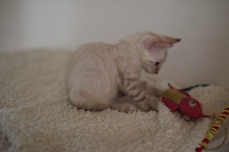 실링스 뱅갈고양이 키퍼 여아 많이 컸어요~ 관련 이미지 6