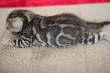 해외로 예약된 실버뱅갈고양이 남아~ 관련 이미지 3