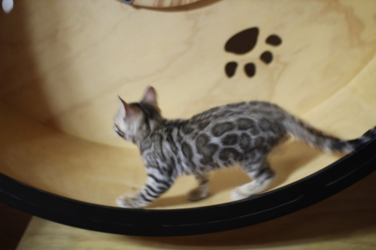 뱅갈고양이 캣휠 선수들 입장이요~ 관련 이미지 2