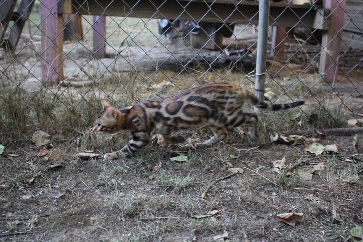 캐나다 부모묘 관련 이미지 2