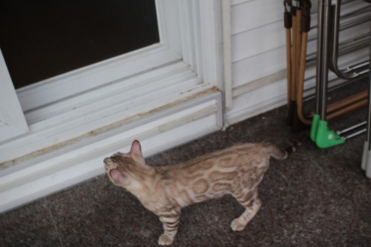 실밍크 뱅갈고양이 남아 킹 입니다~ 관련 이미지 8