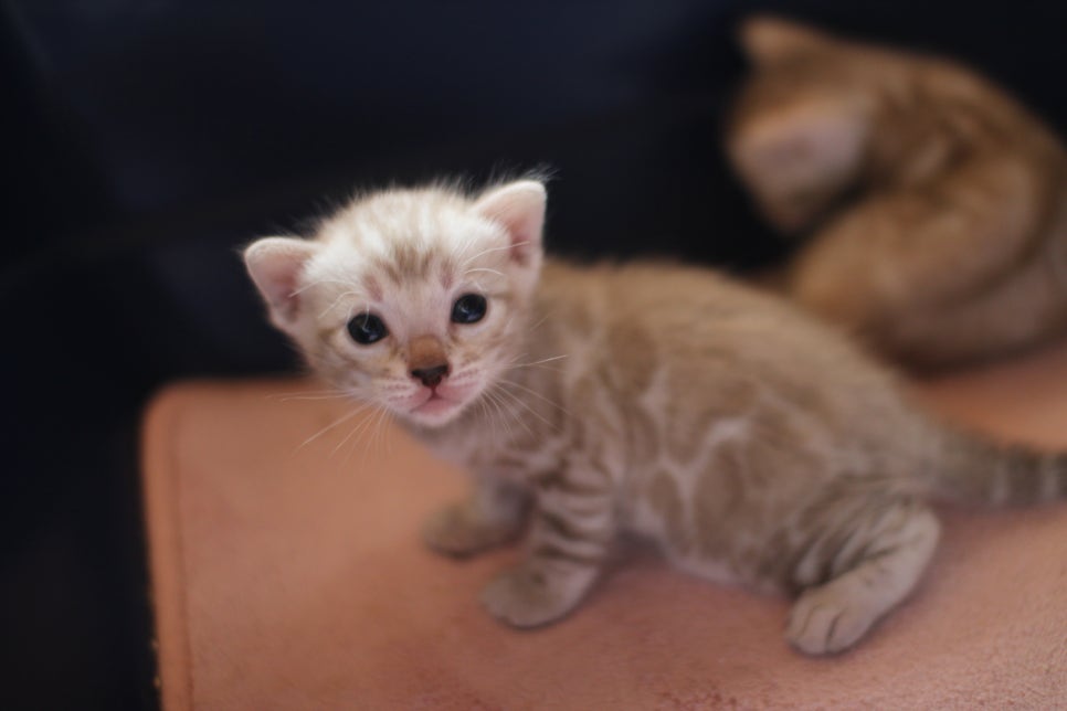 실밍크뱅갈고양이 꼬맹이들 등장이요~ 관련 이미지 6