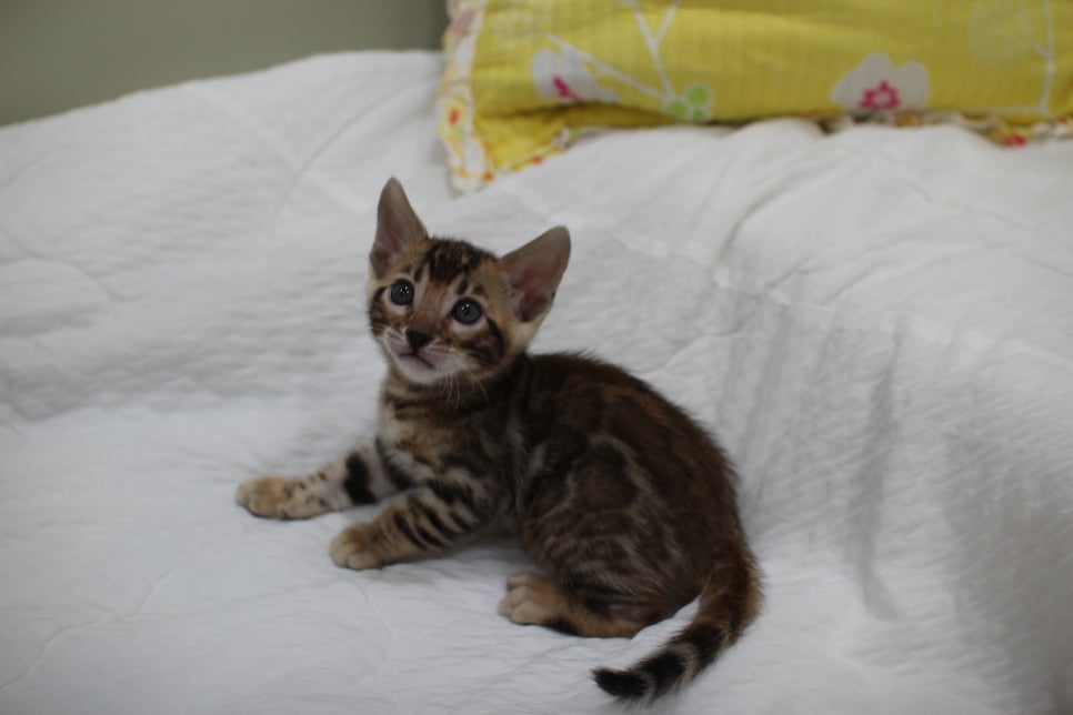 붉은빛 모색이 멋진 뱅갈고양이 남아4 분양해요~ 관련 이미지 4