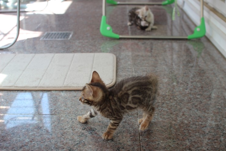 뱅갈고양이 꼬맹이들 한가로운 일상2~ 관련 이미지 9