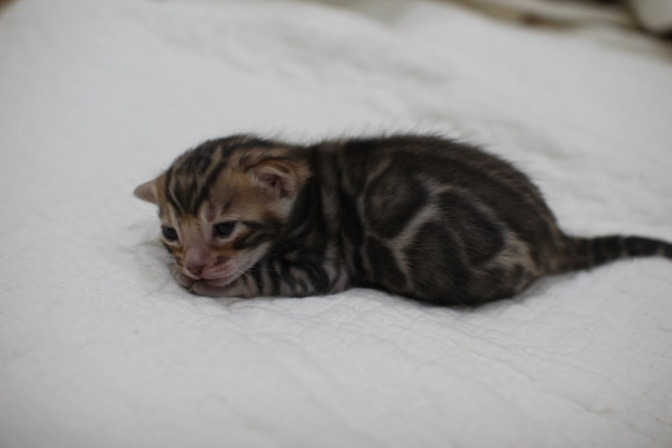 포동포동 건강히  잘 크고 있는 뱅갈고양이 남아예요~ 관련 이미지 1