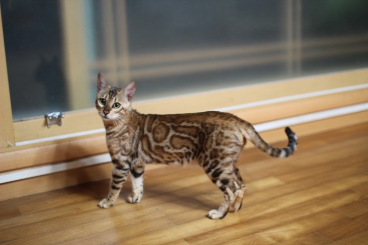 소유뱅갈고양이 캐터리 스텔라예요~~ 관련 이미지 1