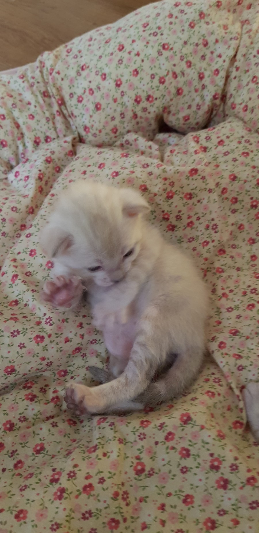 스노우뱅갈고양이 꼬맹이들 😍😍😍 관련 이미지 1