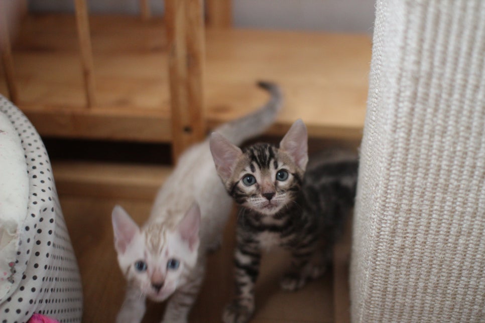 뱅갈고양이분양 요정 같나요? 관련 이미지 3