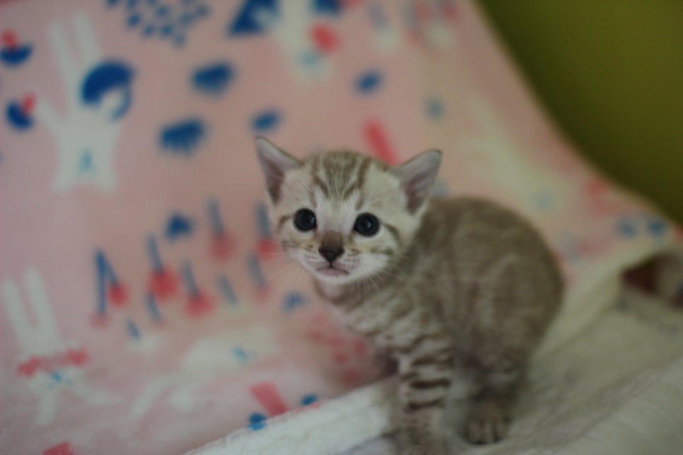 스노우뱅갈고양이 분양은 소유가 최고지! 관련 이미지 13