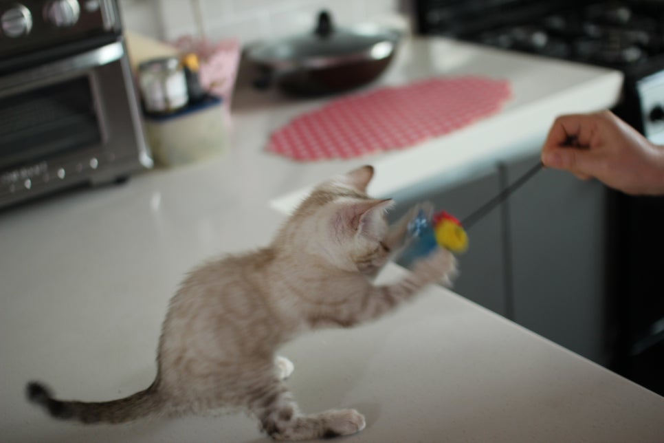 사람만 졸졸졸 따라 다니는 스노우뱅갈고양이 여아 분양해요~ 관련 이미지 20