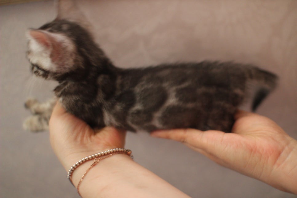 실버뱅갈고양이 여아 완전 깜찍,이쁜이로 크고 있어요~ 관련 이미지 7