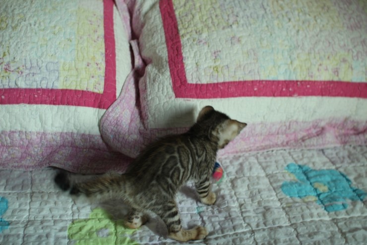 빅로젯 뱅갈고양이 남아예요~ 관련 이미지 5